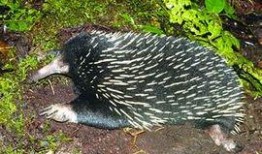 豪猪最新爆料3.0,揭秘娱乐圈惊天秘密